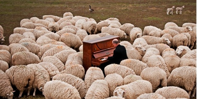 Central Otago District Arts Trust - Odelle Morshuis video still: Sheep and Piano
