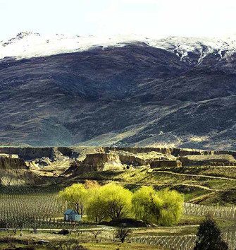 snow capped vinyard