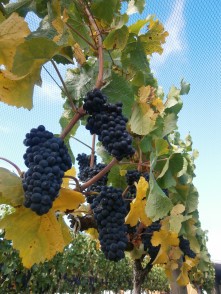 Domain Road Vineyard - Harvest time - <p></p>