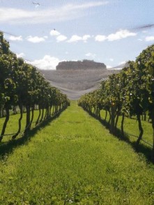 Domain Road Vineyard - Pinots in Paradise! - <p></p>