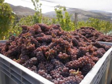 Domain Road Vineyard - Going Gold for Gris ..... - <p></p>