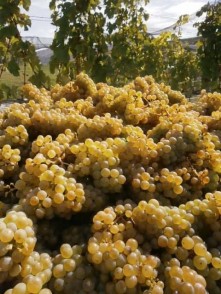 Domain Road Vineyard - Water Races and Gold! - <p></p>