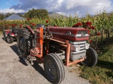 Domain Road Vineyard - December in the vineyard - <p></p>