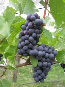 Domain Road Vineyard - Pinot Noir 2018 - <p></p>