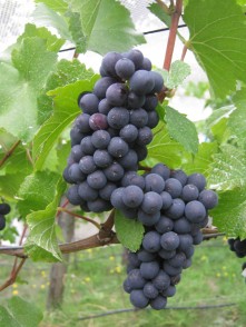 Domain Road Vineyard - Pinot time! - <p></p>