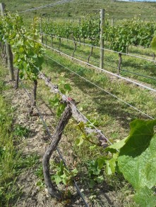 Domain Road Vineyard - Why Fiona hates spur pruning - <p></p>