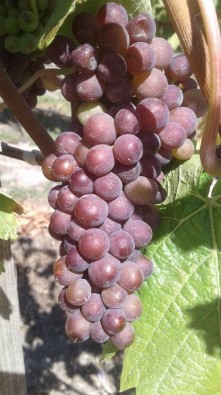 Domain Road Vineyard - Harvest 2023 - <p></p>