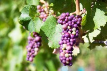 Domain Road Vineyard - Images of summer - <p>Veraison in our Pinot Noir - heralding the start of autumn!</p>