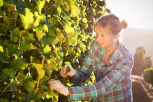 Domain Road Vineyard - Images of summer - <p>Fiona inspecting the Sauvignon Blanc</p>