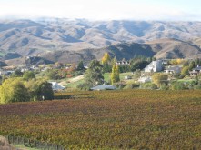 Domain Road Vineyard - A harvest finale! - <p></p>