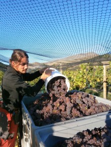 Domain Road Vineyard - First fruits from Defiance - <p>Harvesting the Pinot Gris from Defiance Vineyard</p>