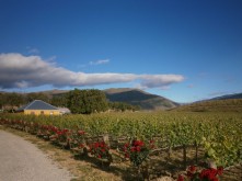 Domain Road Vineyard - Cuisine Top 10 Rose - <p>Roses and Pinot Noir vines!</p>