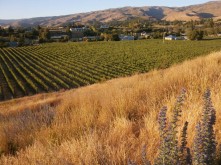 Domain Road Vineyard - Recent activities - <p></p>