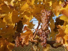 Domain Road Vineyard - Late harvest - <p></p>