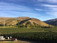 Domain Road Vineyard - Harvest 2017 (2) - <p></p>