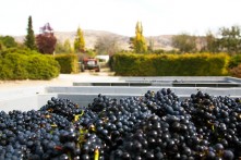 Domain Road Vineyard - Pinots in Paradise! - <p></p>