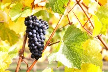 Domain Road Vineyard - Harvest time once more! - <p></p>