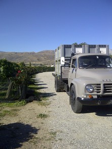 Domain Road Vineyard - Harvest at Domain Road ..... - <p>The trusty Bedford Truck.....</p>