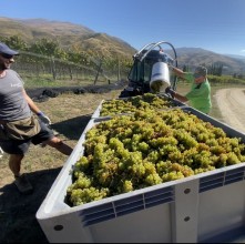 Domain Road Vineyard - Harvest 2022- Chardonnay - <p>Chardonnay...</p>