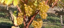 Domain Road Vineyard - Harvest 2024 - <p></p>