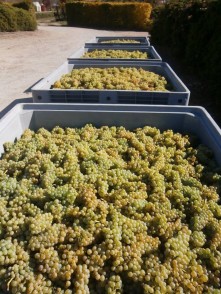 Domain Road Vineyard - National Sauvignon Blanc Day! - <p>Sauvignon Blanc from this years harvest!</p>