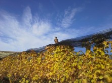 Domain Road Vineyard - End of harvest - <p></p>