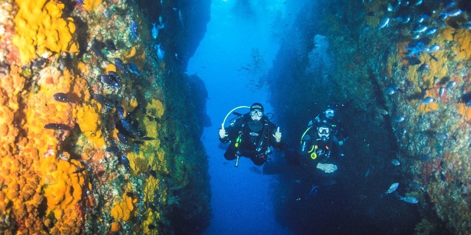 Scuba divers exploring coral in Poor Knights Islands 1