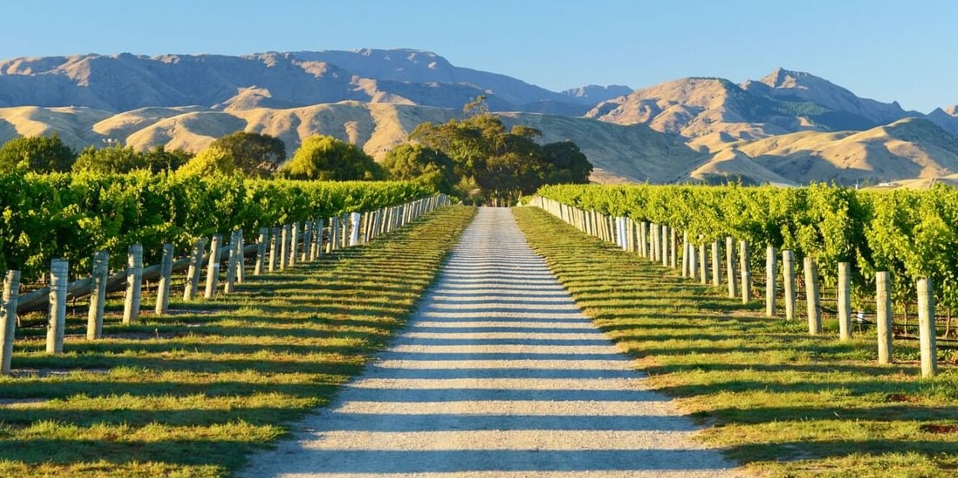 Vineyard in Marlborough with rolling hills in the background