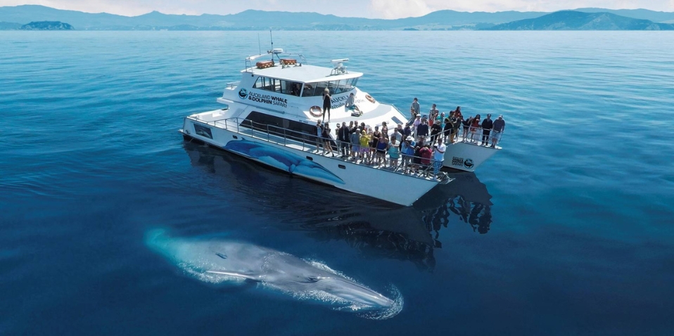 Auckland Whale Watching Tour