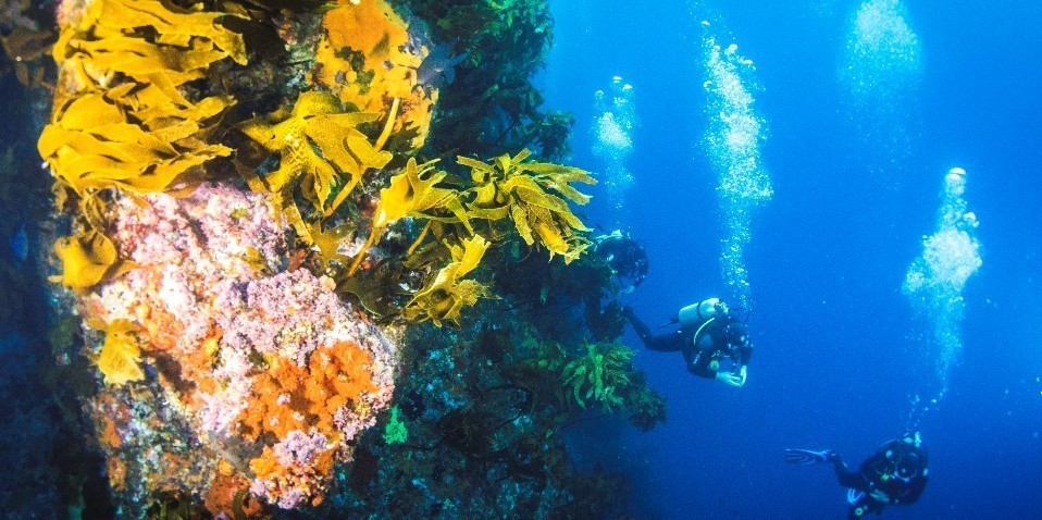Scuba divers exploring coral in Poor Knights Islands