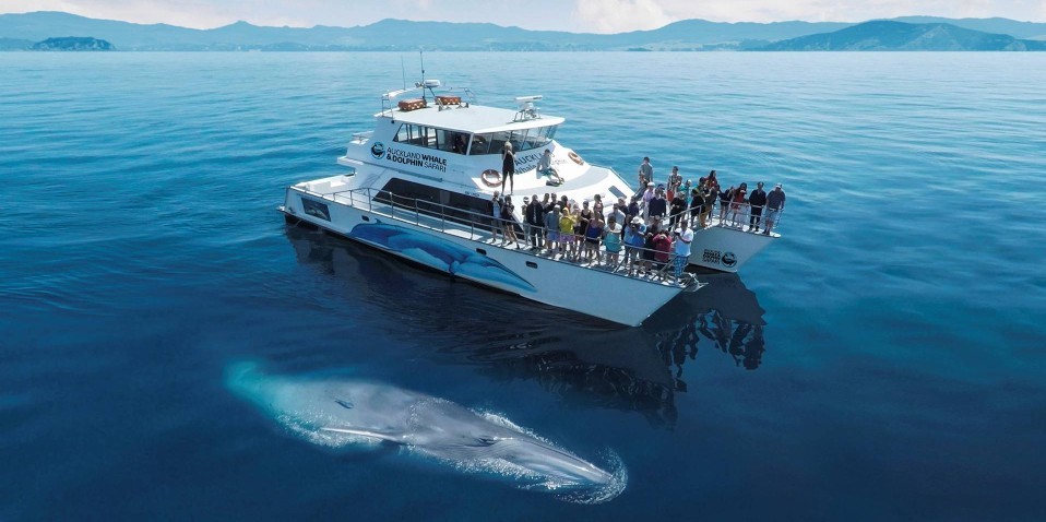 Whale surfacing alongside Whale & Dolphin Safari boat in Auckland